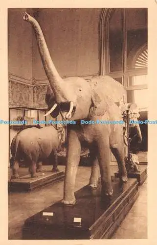 R263085 Tervueren Musee du Congo Belge The Elephant Nels Ern Thill