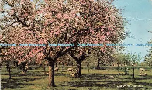 R260207 A Kentish Orchard 1906
