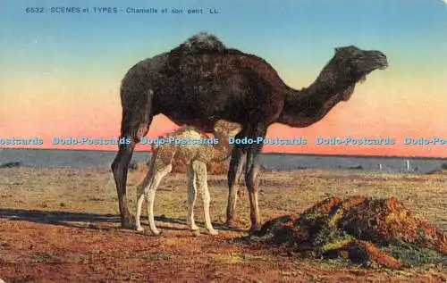 R266718 Scenes et Types Chamelle et son petit LL 6532 Levy and Neurdein Reunis 4