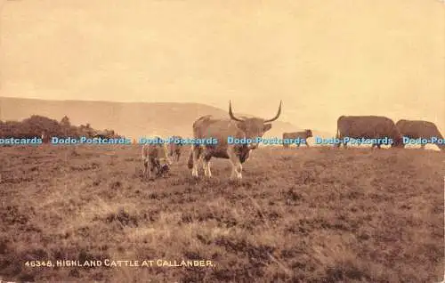 R266982 Highland Cattle at Callander 46348 Sepiatone Series Photochrom Co LTD Po