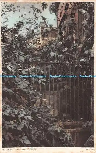 R271077 Fig Tree Watford Church 36529 Photochrom 1927