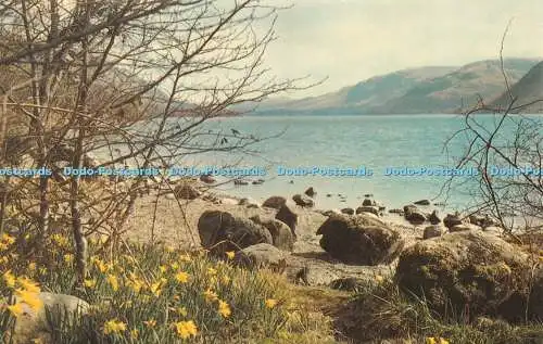 R272905 The English Lakes Spring at Ullswater zeigt Wordsworths Narzissen KLD