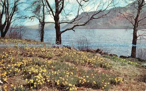R272906 Wordsworths Narzissen Ullswater LKD200 Veröffentlicht in natürlicher Farbe von Go