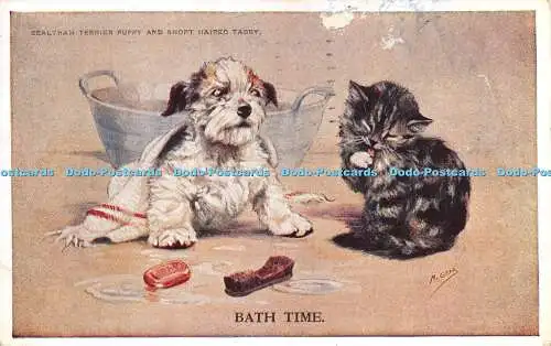 R273357 Sealyham Terrier Welpe und kurzhaariger Tabby Bath Time Valentine Mabel