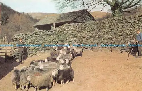 R273674 Herdwick Sheep Troutbeck Park English Lakes No  Britains Countrys