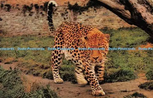 R273824 Leopard At Cricket St Thomas Wild Life Park Mangold Somerset Nr.  Sa