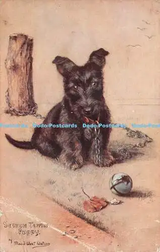 R270278 Scotch Terrier Welpe Maud West Watson Sketches of Doggies Tuck Oilette N