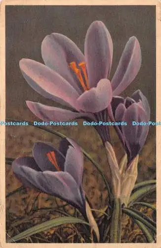 R270689 1449 Crocus hybridus hort Zafferano Ideal Crocus Ideal Gyger und Klopfen