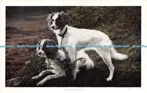 R280040 English Setters Dogs Z O No 272 A And G Taylors Orthochrome Series