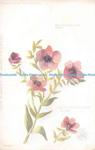 R284011 Flowers of the Holy Land No 1 Thos Hawkins Sehr reichlich im Frühling