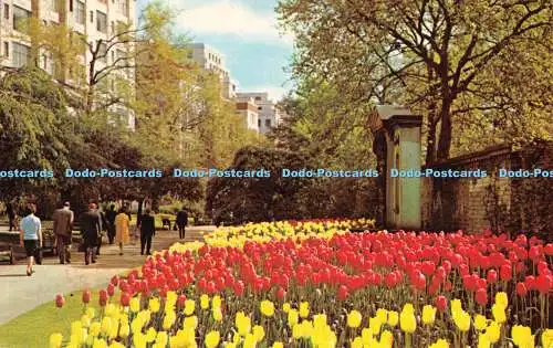 R279702 London Embankment Gardens Postkarte