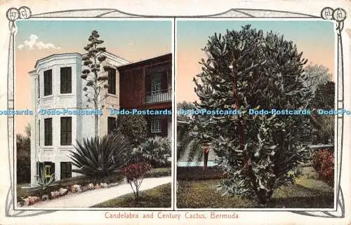 R283369 Bermuda Kandelaber und Century Kaktus Wm Weiss No 22 Multi View