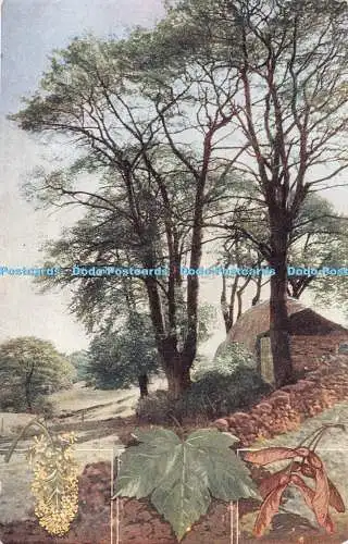 R284819 Die Sycamore Acer Pseudo Platanus RS Serie