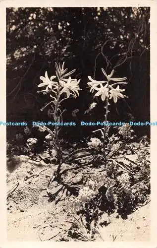 R286149 Desert Lilies Palm Springs Calif Frashers Pomona