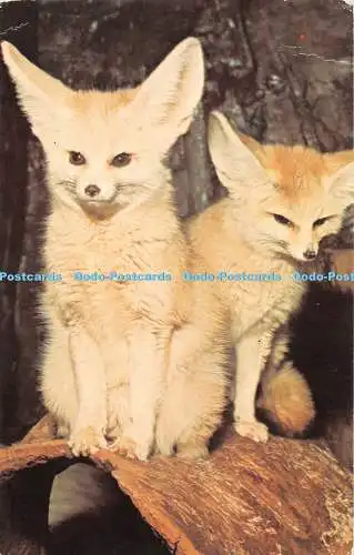 R286204 London Zoo Regent Park Whipsnade Park Fenec Foxes The Zoological Societ