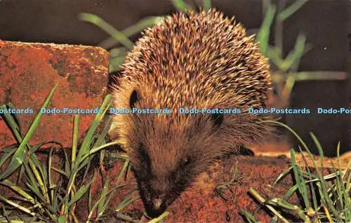 R296063 Hedgehog Precision Colourmaster International Wildlife Series