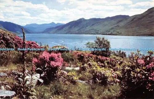 R293598 Fingerhandschuhe und Rhododendren am Lochbesen PT35491 Postkarte