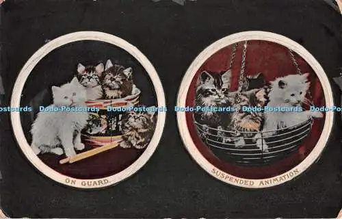 R298418 Katzen Multi View Korb Topf auf Wache hängend Animation Wildt und Kray N