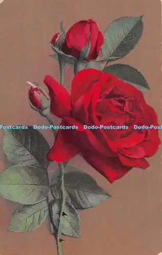 R300301 Rote Rosen N Z G Serie 204 Postkarte