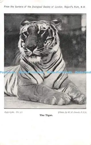 R300431 Der Tiger W P Dando F Z S Nr 7 Postkarte