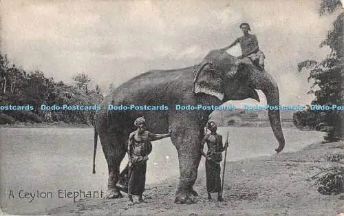 R303090 A Ceylon Elephant The Colombo Apothecaries Co