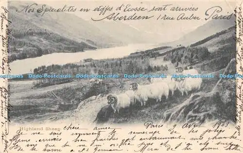 R308432 Highland Sheep Scottish Studies Valentines Series 1903