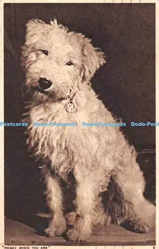 R311897 Ready when you are 8 Dog Photochrom 1947