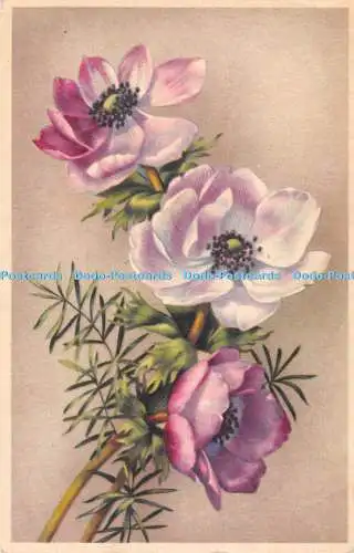 R312044 Flowers Coloprint Special 6093 Imprime en Belgique