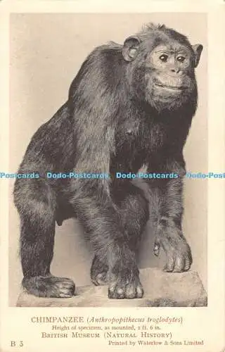 R312292 Schimpanse Anthropopithecus troglodytes British Museum Natural History W