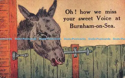 R314550 Oh wie wir Ihre süße Stimme bei Burnham on Sea Donkey Salmon 450 vermissen