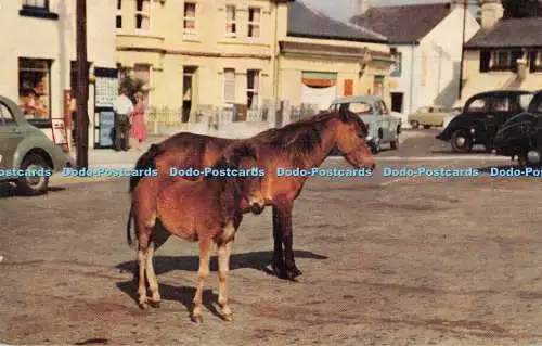 R316600 Dartmoor Ponys at Princetown J Salmon Cameracolour 1963