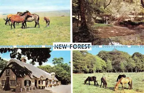R316012 New Forest New Forest Ponys Cat and Fiddle Inn Highland Water und Norma