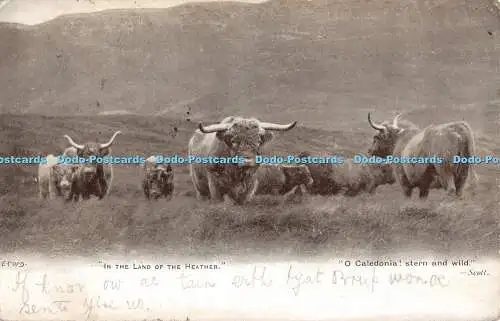 R328324 Im Land der Heidekraut O Caledonia heck und wild Scott E T W D 1903