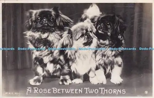 R325621 A Rose Between Two Thorns Associated Photo Printers No H X 21 RP 1931