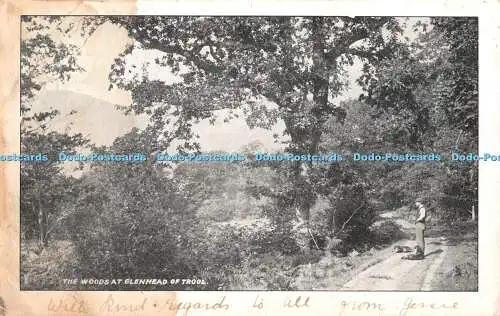 R332465 The Woods at Glenhead of Trool 1904