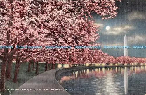 R331711 Kirschblüten Potomac Park Washington D C Garnisonsspielzeug und Neuheit Com