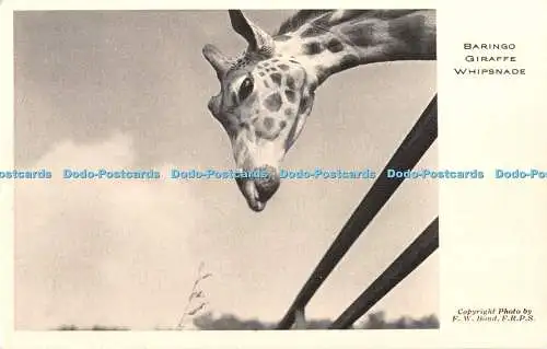 R331746 Baringo Giraffe Whipsnade F W Bond F R P S Zoological Society of London