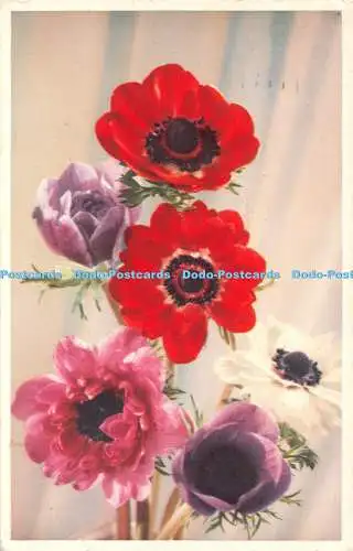 R340428 Blumen Anemonen Valentine Flower Serie Nr 28