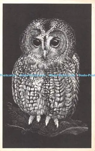 R337129 Tawny Owl World Wildlife Fund