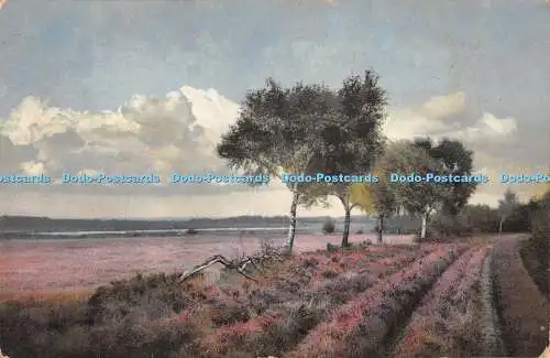 R339485 Lavendelfeld und Birken Photochrom Serie 125 Nr 2479 Nenke und Os