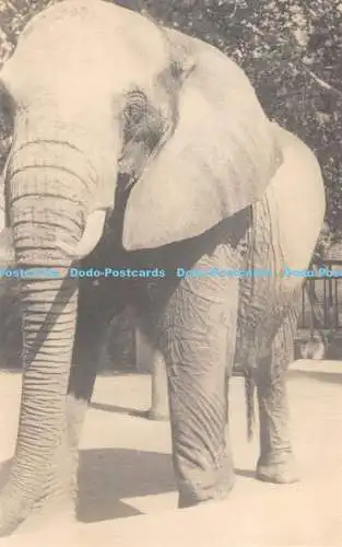 R337508 Elefant Postkarte