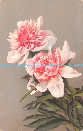 R337959 Zwei rosa Blumen N Z C Serie 279 Postkarte 1922