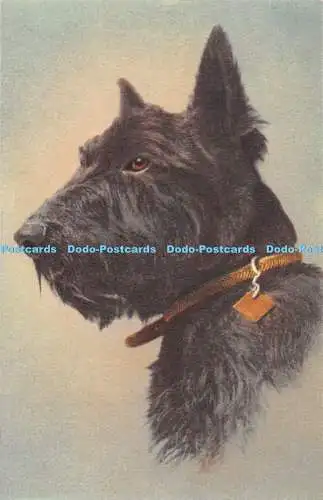 R343379 Hund Nr 156 Scotch Terrier Terrier ecossais Stehli