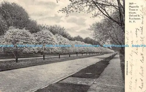 R347009 N Y Rochester Oxford St Magnolia Trees in bloom Souvenir Post Card Co 19