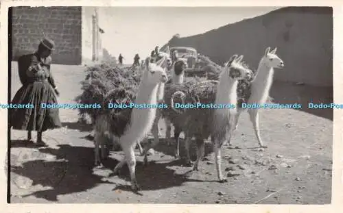 R347024 Ein Mann in schwarzen Kleidern Fünf Lamas mit einer Wand auf der Rückseite Postkarte