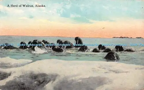 R347342 Alaska A Herd of Walrus Lowman and Hanford Co F H Nowell 1909