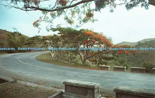 R347560 Die extravaganten Bäume Puerto Ricos verleihen der Landschaft Rahol Charme