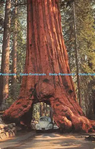 R343186 Wawona Tree Yosemite National Park California Ruth Cordner H S Crocker