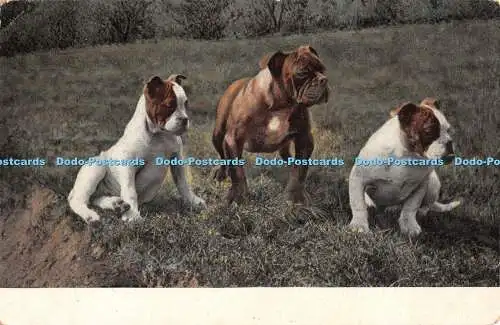 R350330 Hunde E A S 864 Postkarte