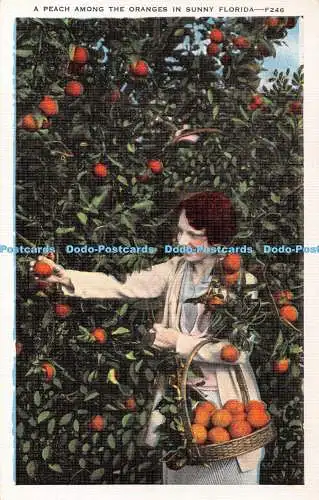 R348855 Ein Pfirsich unter den Orangen im sonnigen Florida E C Kropp